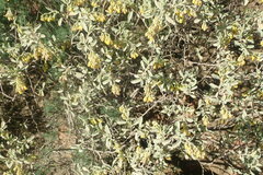 Hermannia holosericea