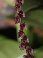 Stelis