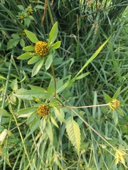 Bidens vulgata