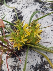 Wachendorfia multiflora