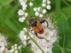 Polydontomyia curvipes