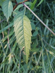 Bidens vulgata