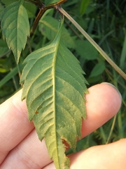 Bidens vulgata