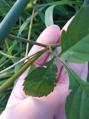 Bidens vulgata