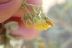 Hermannia holosericea