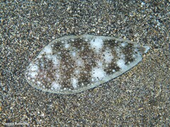 Synapturichthys kleinii