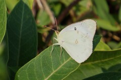 Colias philodice