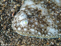 Synapturichthys kleinii