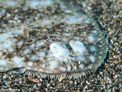 Synapturichthys kleinii