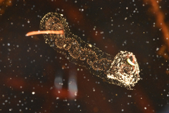 Anaxyrus boreas