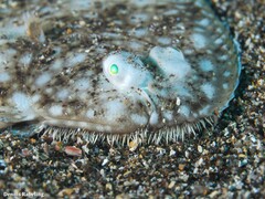 Synapturichthys kleinii