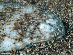 Synapturichthys kleinii