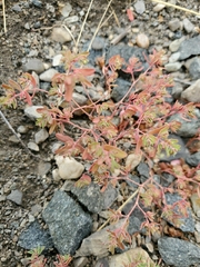 Euphorbia glyptosperma