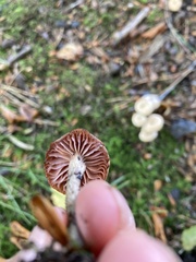 Laccaria laccata