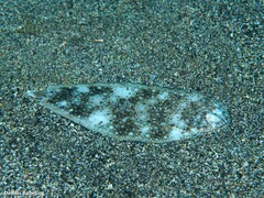 Synapturichthys kleinii