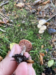 Laccaria laccata