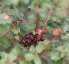 Disholcaspis prehensa