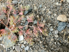 Euphorbia glyptosperma