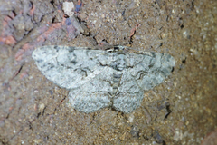 Anavitrinella pampinaria