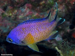 Chromis limbata