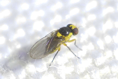 Liriomyza