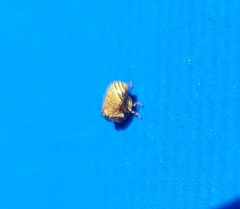 Clastoptera lineatocollis