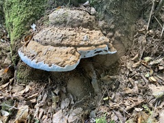 Ganoderma applanatum
