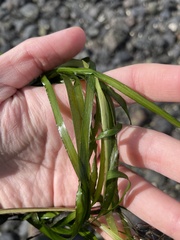Zostera marina