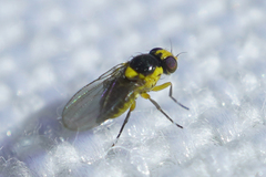 Liriomyza