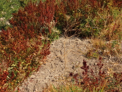 Sisymbrium altissimum