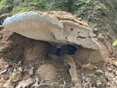 Ganoderma applanatum