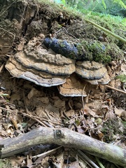 Ganoderma applanatum