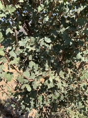 Acer monspessulanum