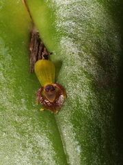 Pleurothallis