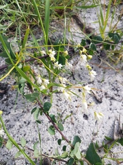 Melasphaerula graminea