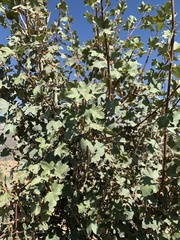 Acer monspessulanum