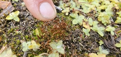 Bruchia bolanderi
