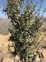 Acer monspessulanum