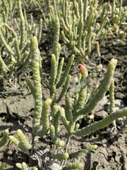 Salicornia