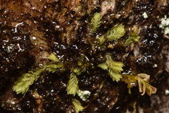 Douinia ovata