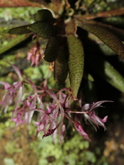 Macroclinium alleniorum