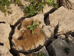 Eleocharis acicularis
