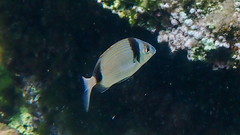 Diplodus vulgaris
