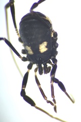 Nemastoma bimaculatum