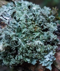 Punctelia jeckeri