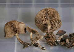Agrocybe firma