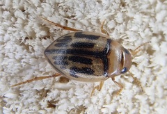 Hygrotus versicolor