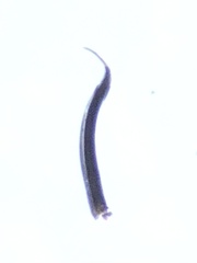 Nemastoma bimaculatum