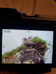 Turdus torquatus