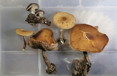 Agrocybe firma